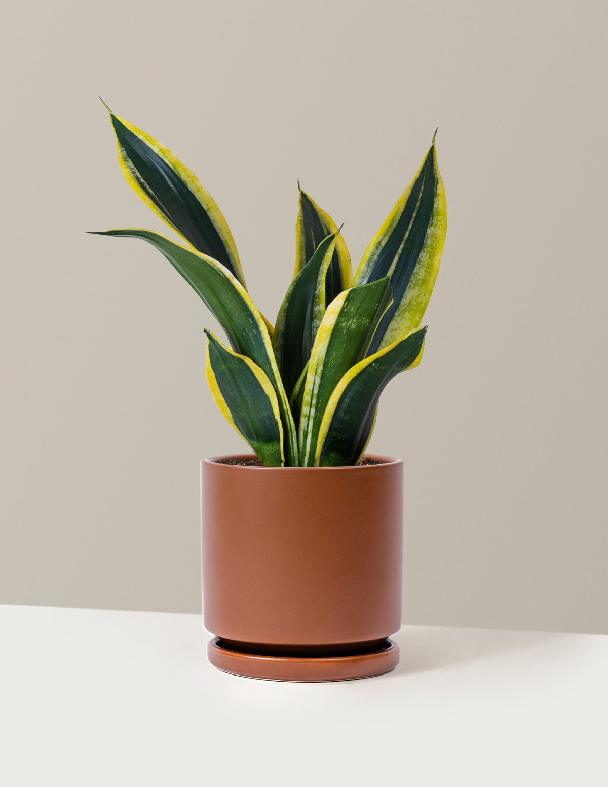 Snake Plant Black Gold