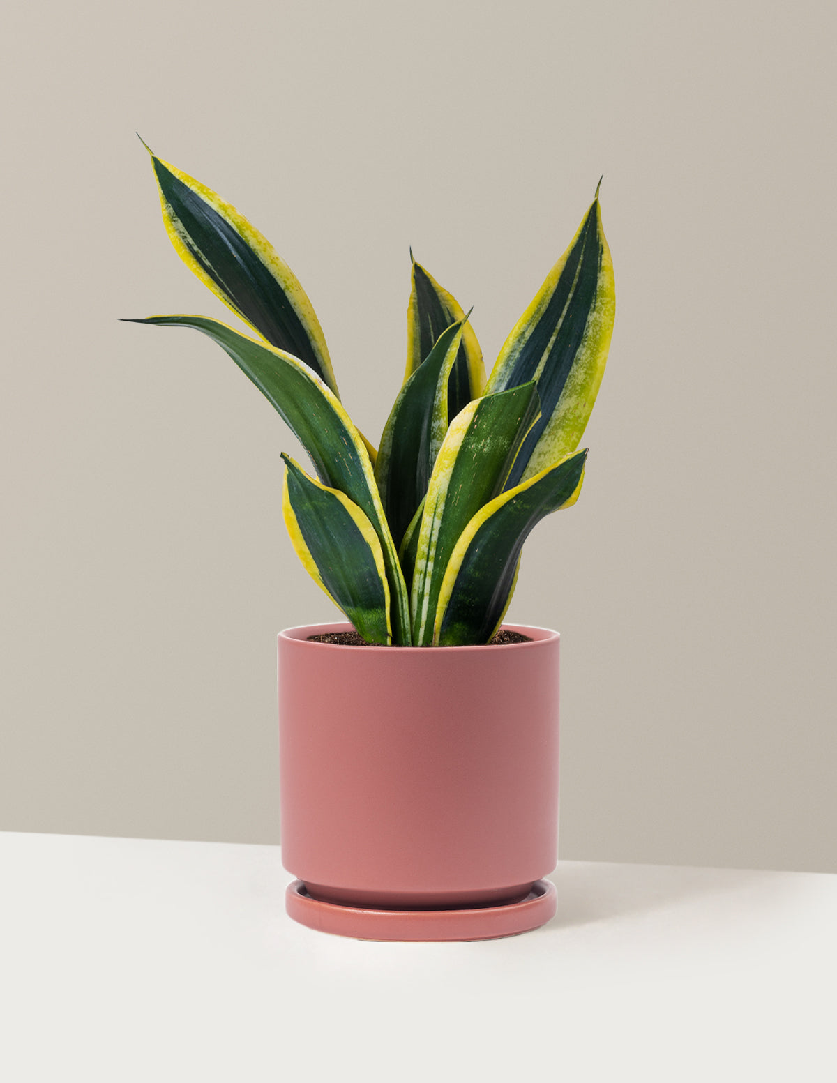 Snake Plant Black Gold