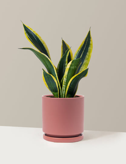 Snake Plant Black Gold
