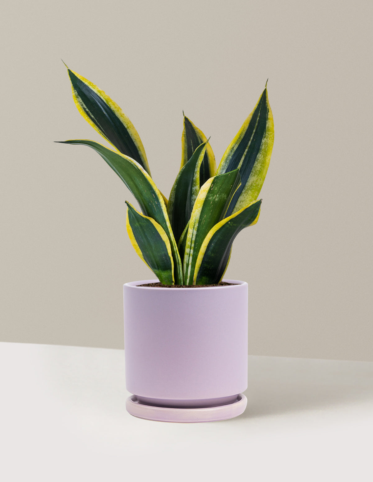 Snake Plant Black Gold