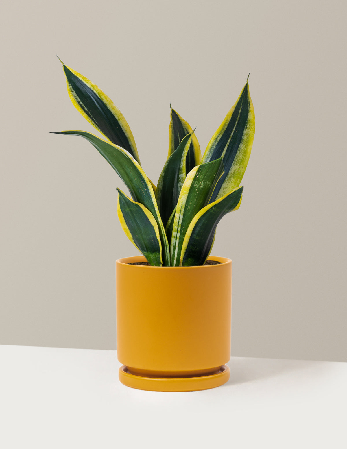 Snake Plant Black Gold
