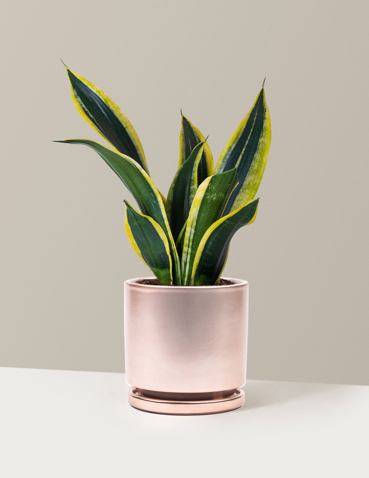 Snake Plant Black Gold