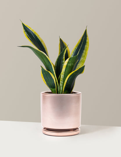 Snake Plant Black Gold