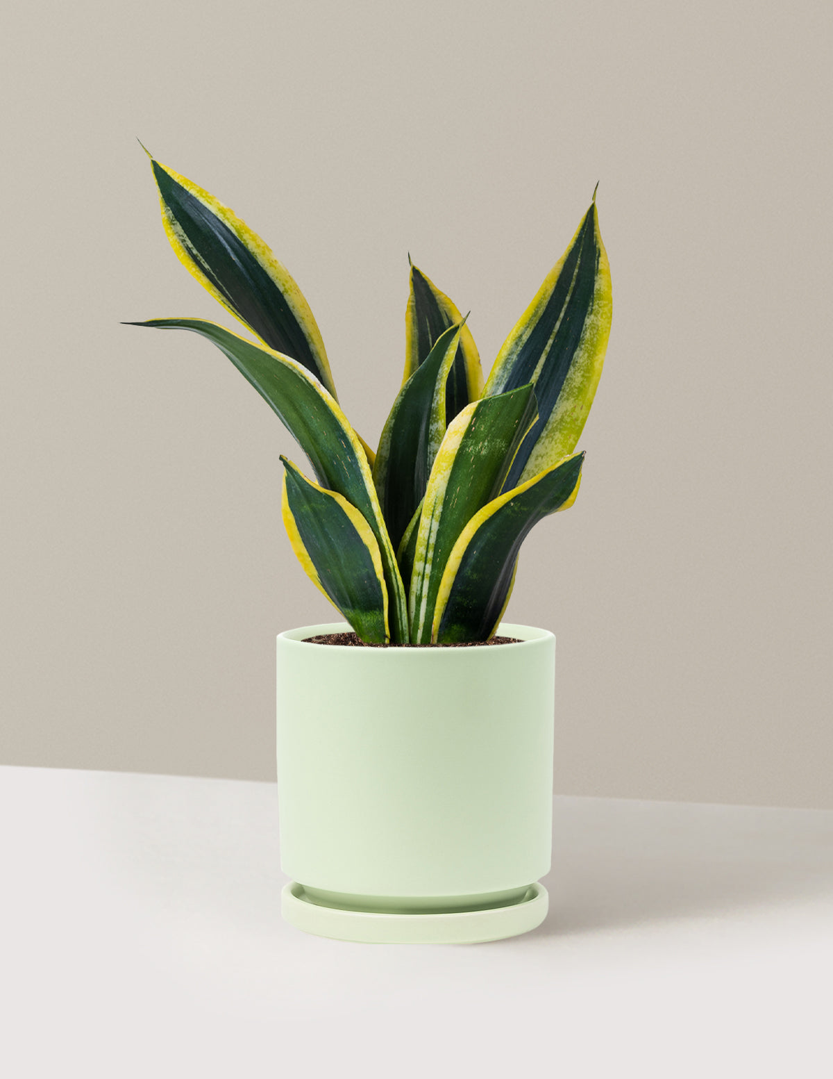 Snake Plant Black Gold