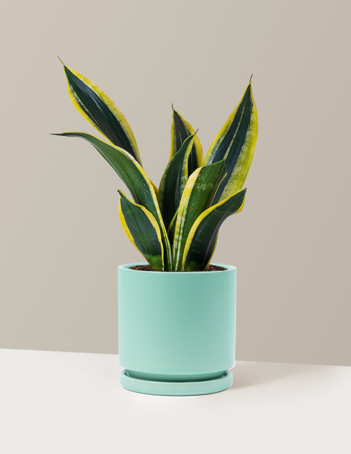 Snake Plant Black Gold