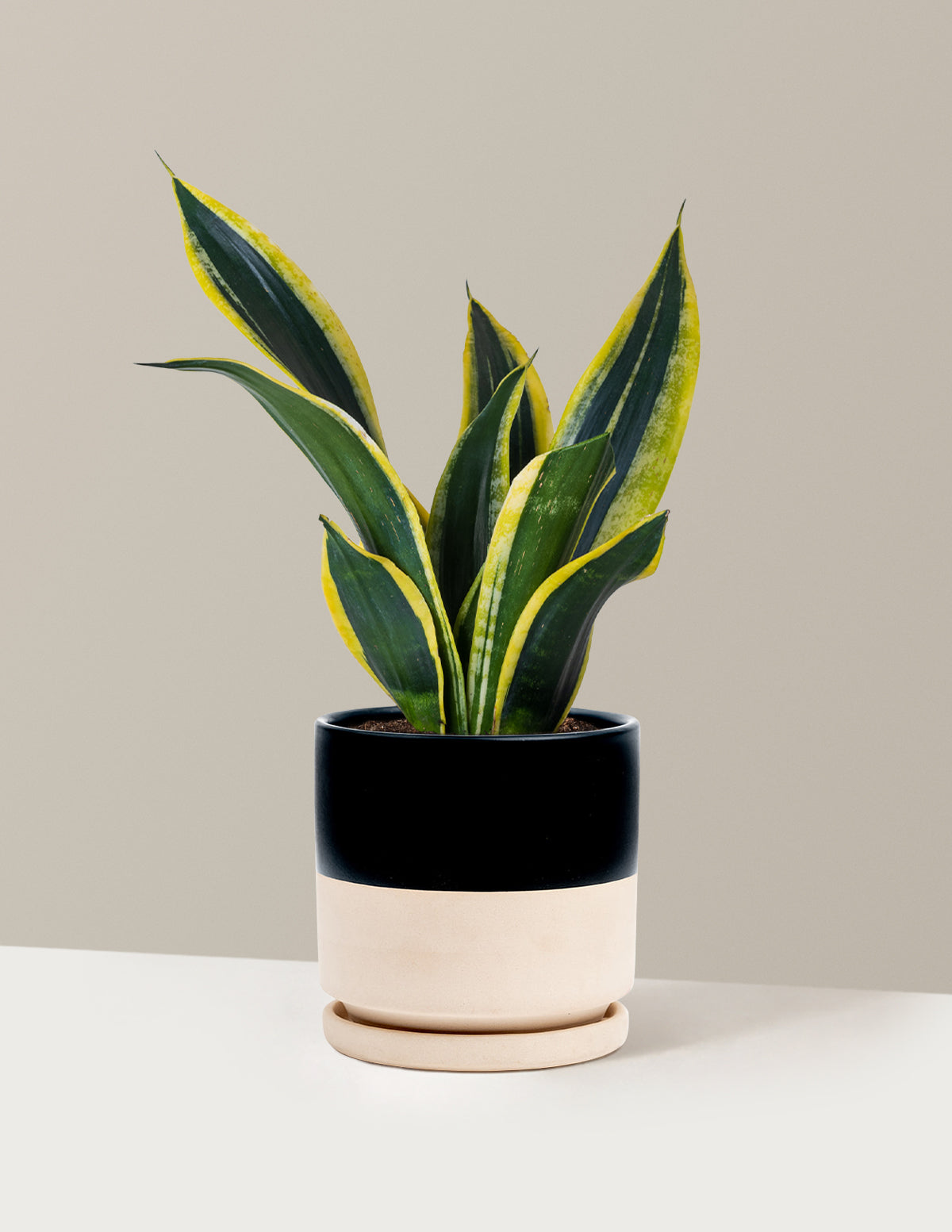 black gold plant pot Snake Plant Black Gold