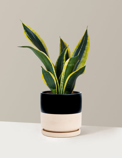 Snake Plant Black Gold