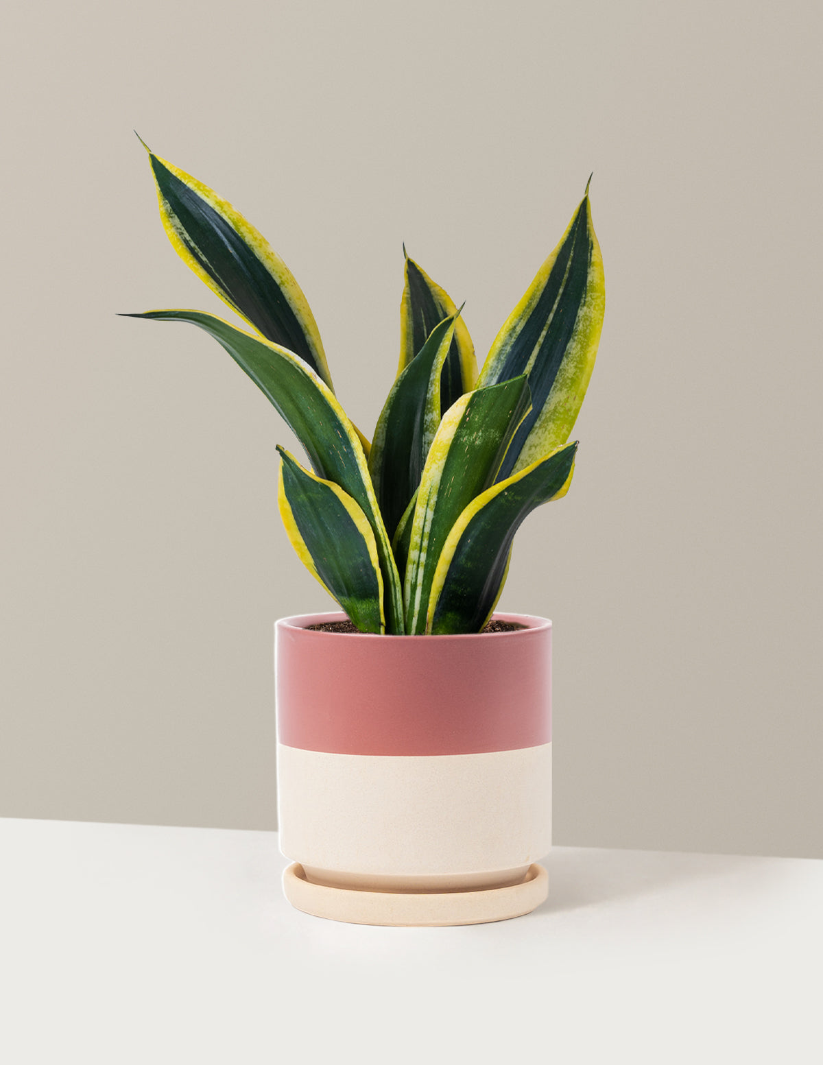 Snake Plant Black Gold