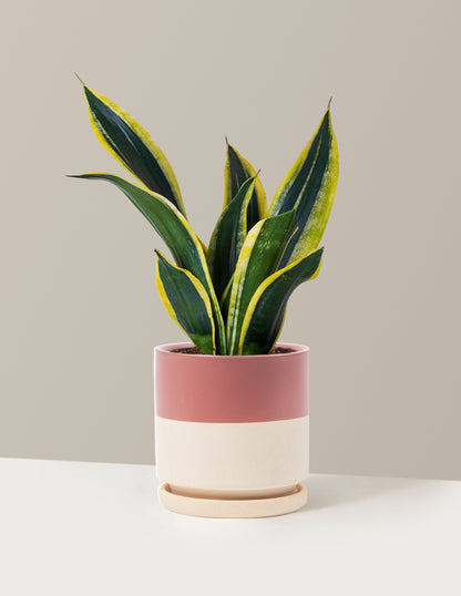 Snake Plant Black Gold