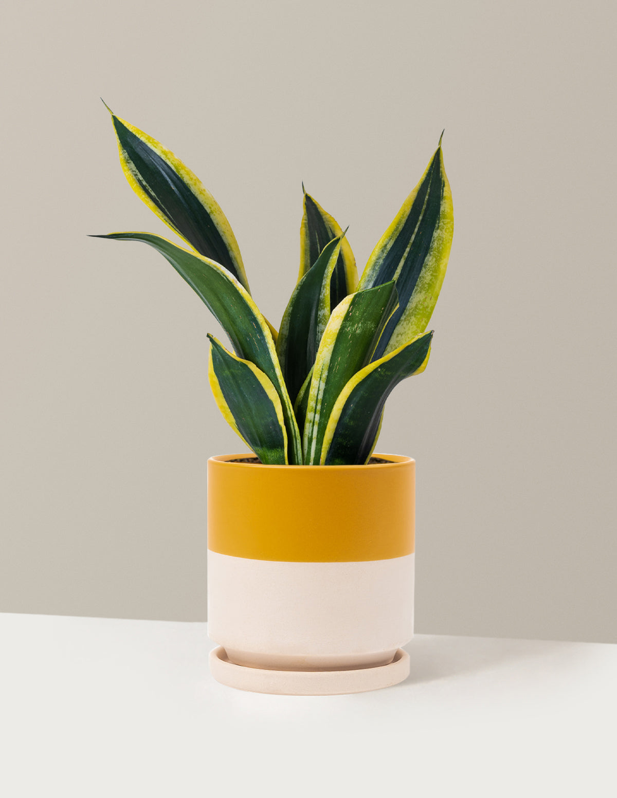 Snake Plant Black Gold