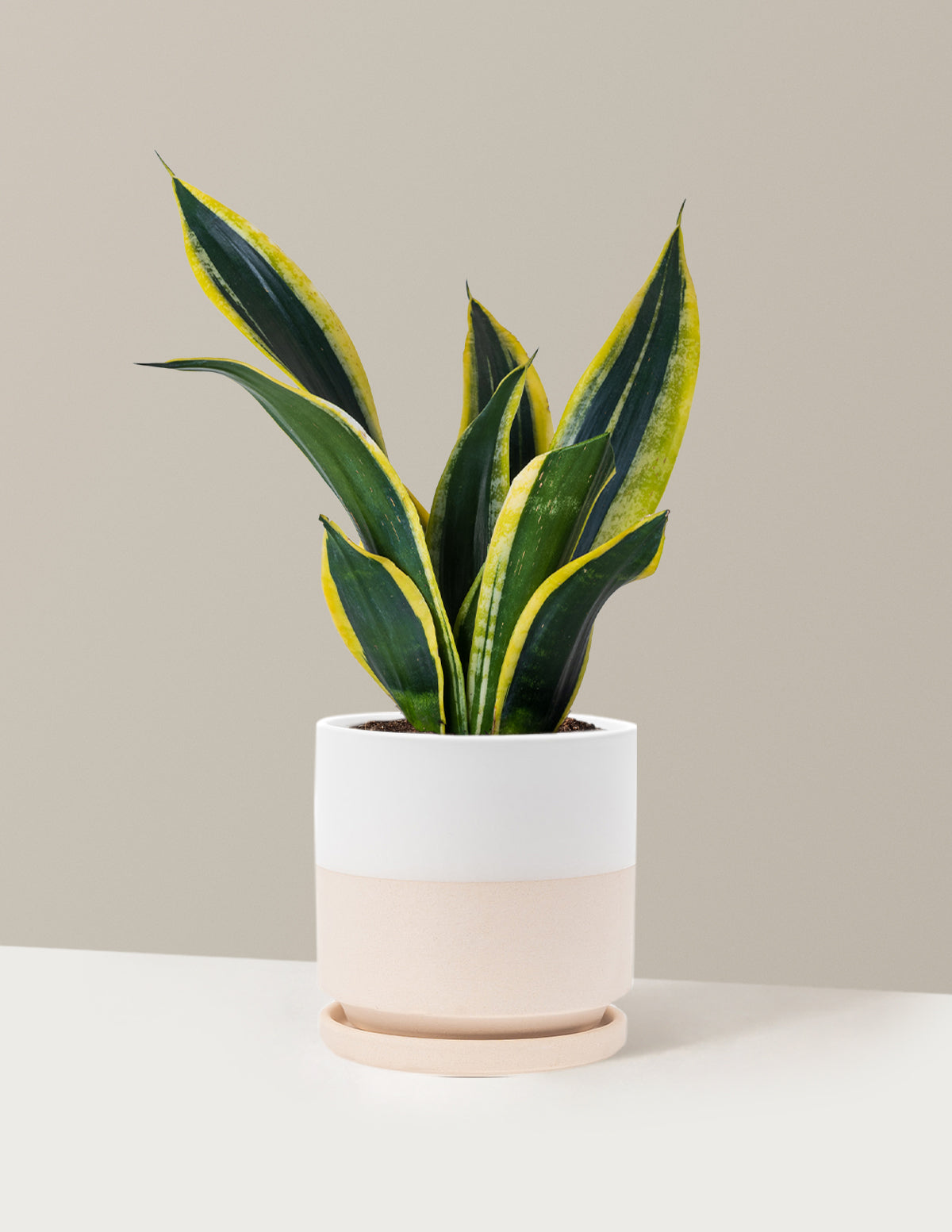 Snake Plant Black Gold