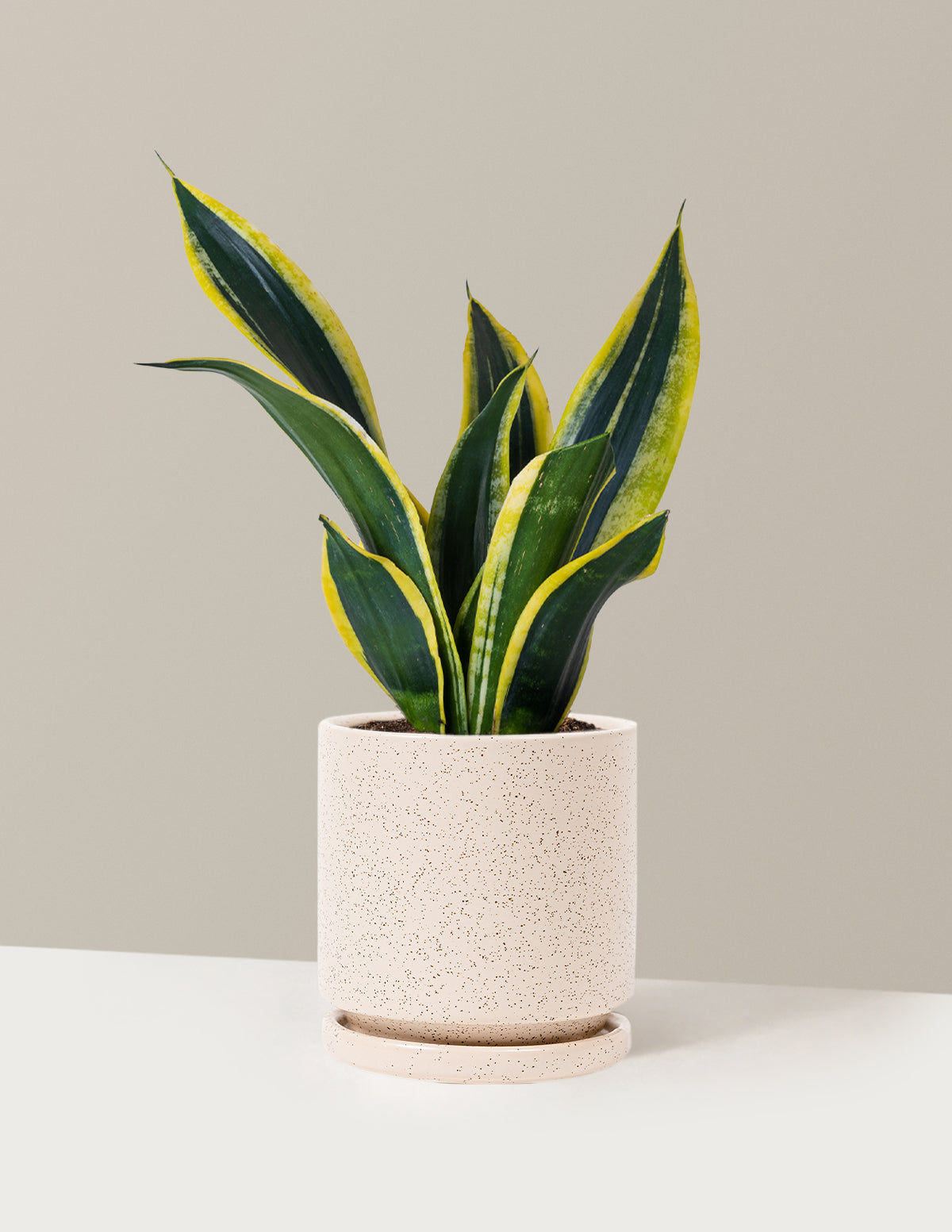 Snake Plant Black Gold