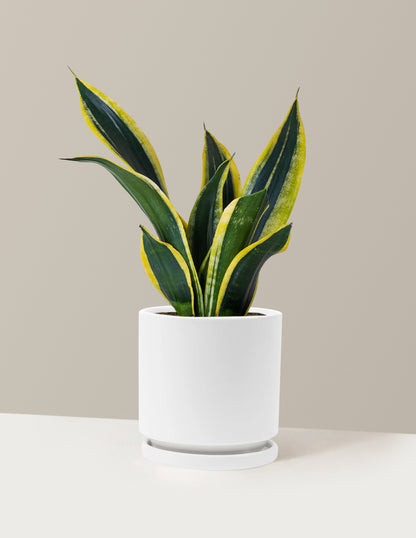 Snake Plant Black Gold