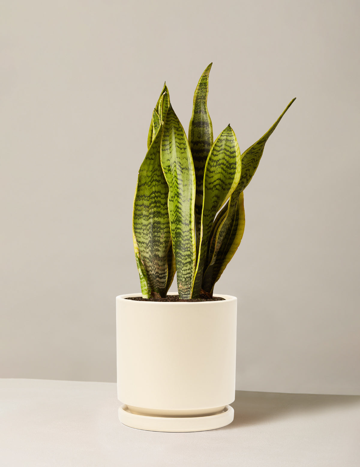 the sill sansevieria Snake Plant Laurentii with Planter - Large (22-24" tall) Sand Planter