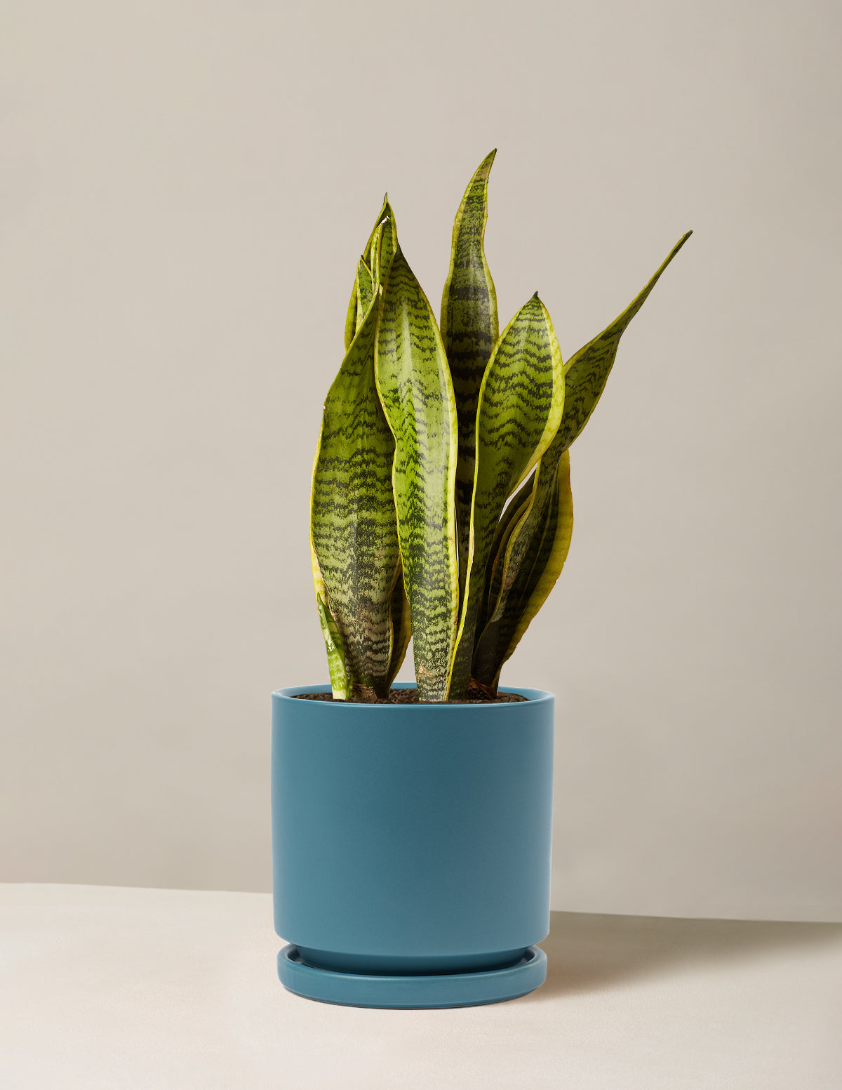 bundle | Medium | Isabella | Antique Teal