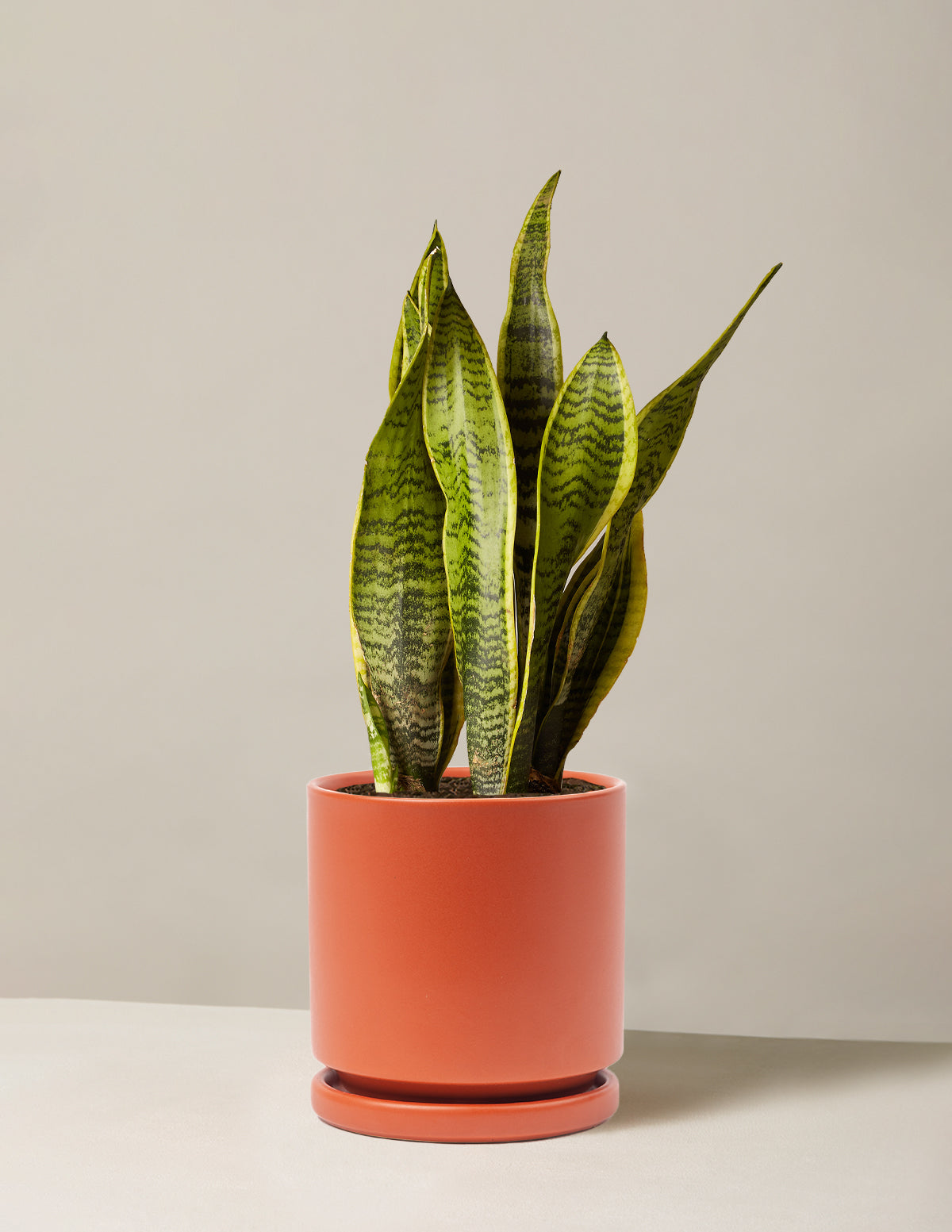 the sill snake plant care Snake Plant Laurentii with Planter - Large (22-24" tall) Sand Planter