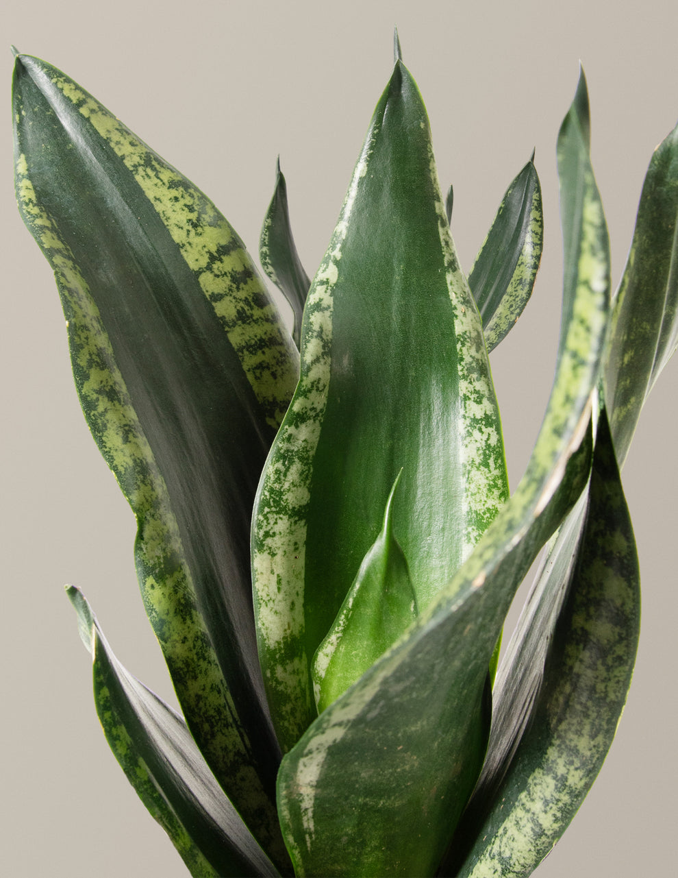 Silver Python Plant Snake Plant Silver Flame | Low Light Plants & Houseplants Delivery ...