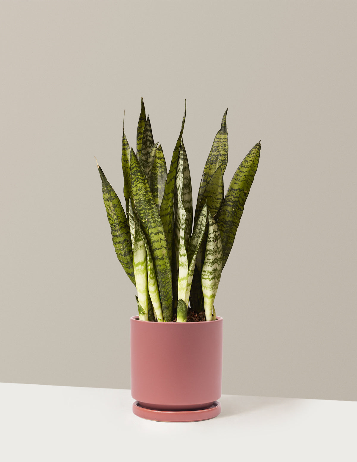 bundle | Medium | Isabella | Dusty Rose