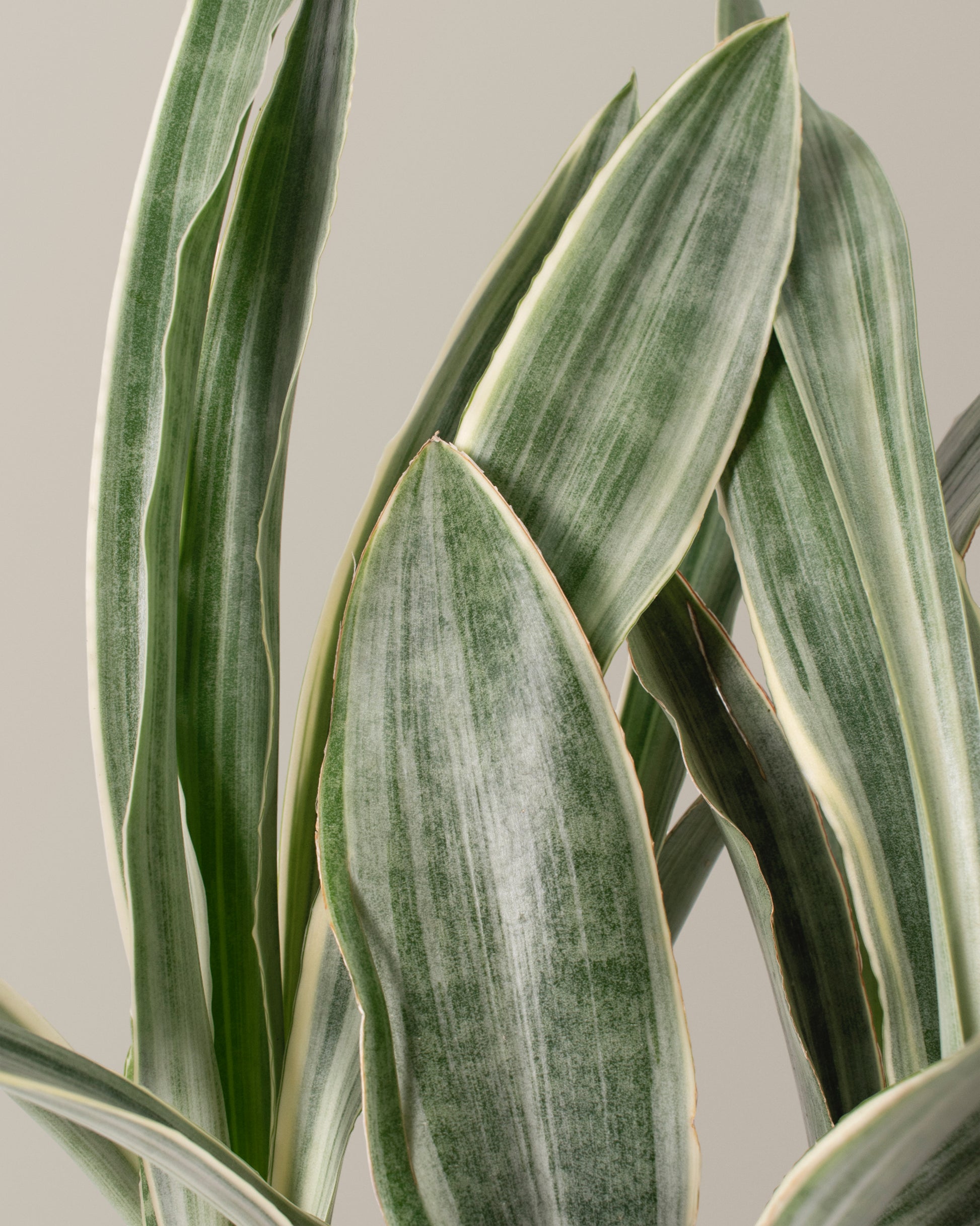 pale green snake plant Snake Plant Sayuri