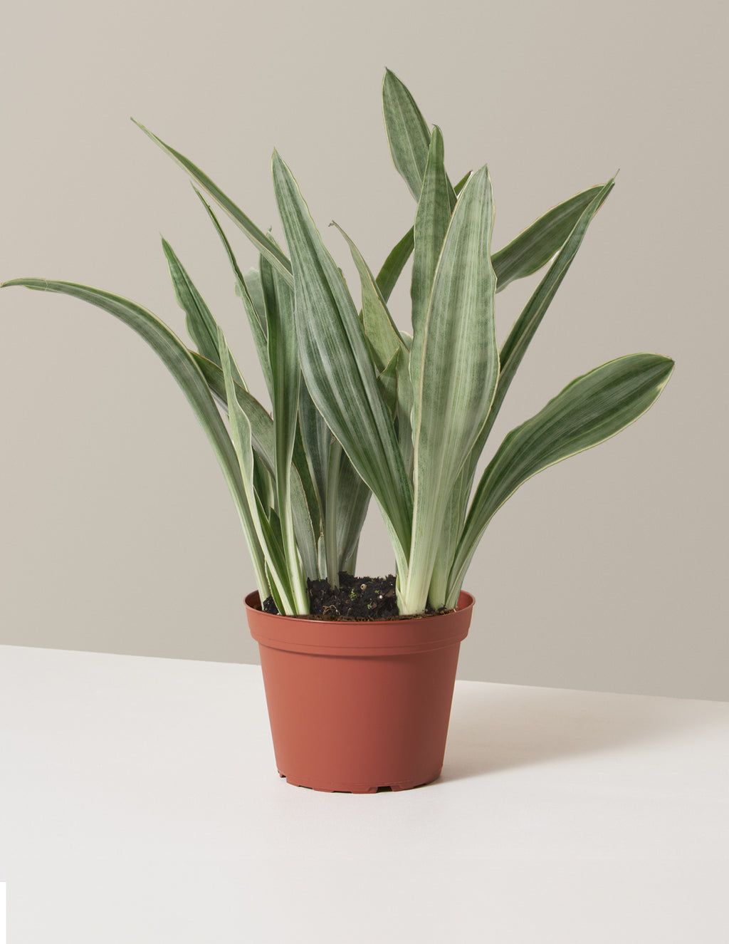bundle | Medium | Grow Pot