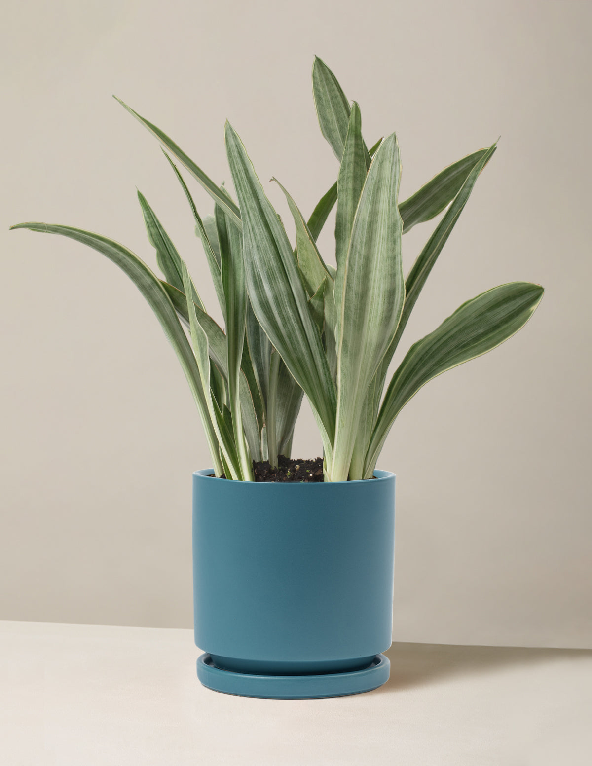 small plant pots for succulents Assorted Gift Succulents