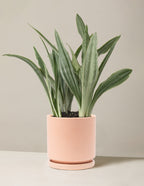 Snake Plant Sayuri
