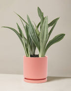 Snake Plant Sayuri