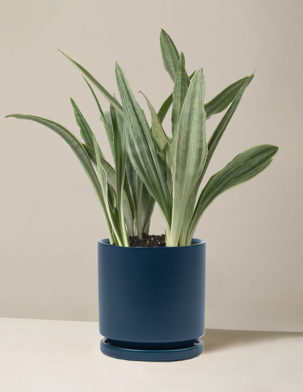 Snake Plant Sayuri