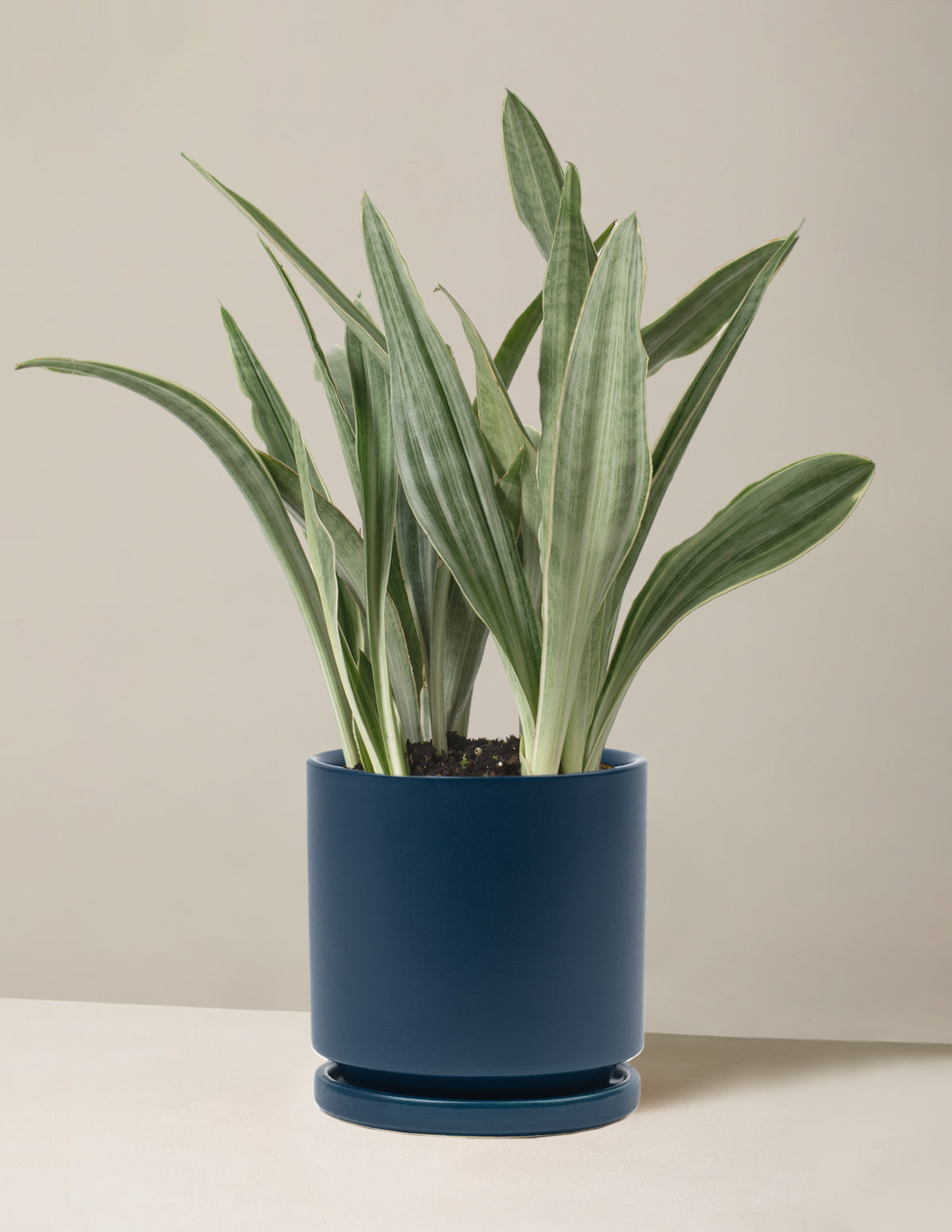 Snake Plant Sayuri