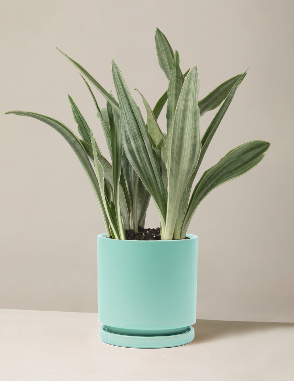 Snake Plant Sayuri