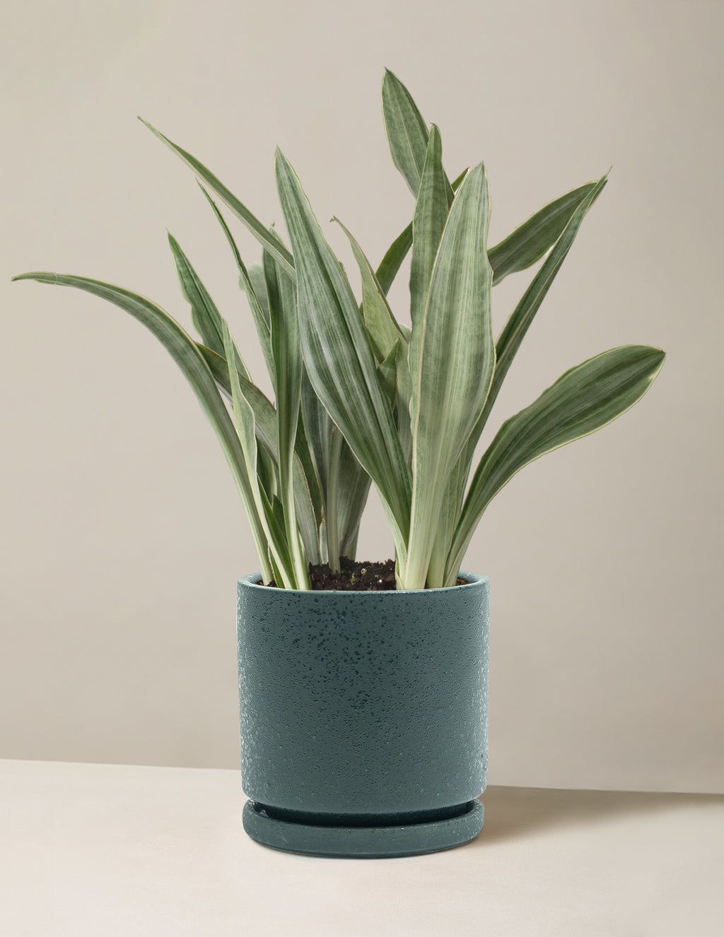 Snake Plant Sayuri