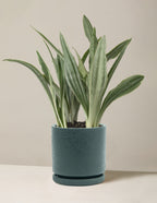 Snake Plant Sayuri