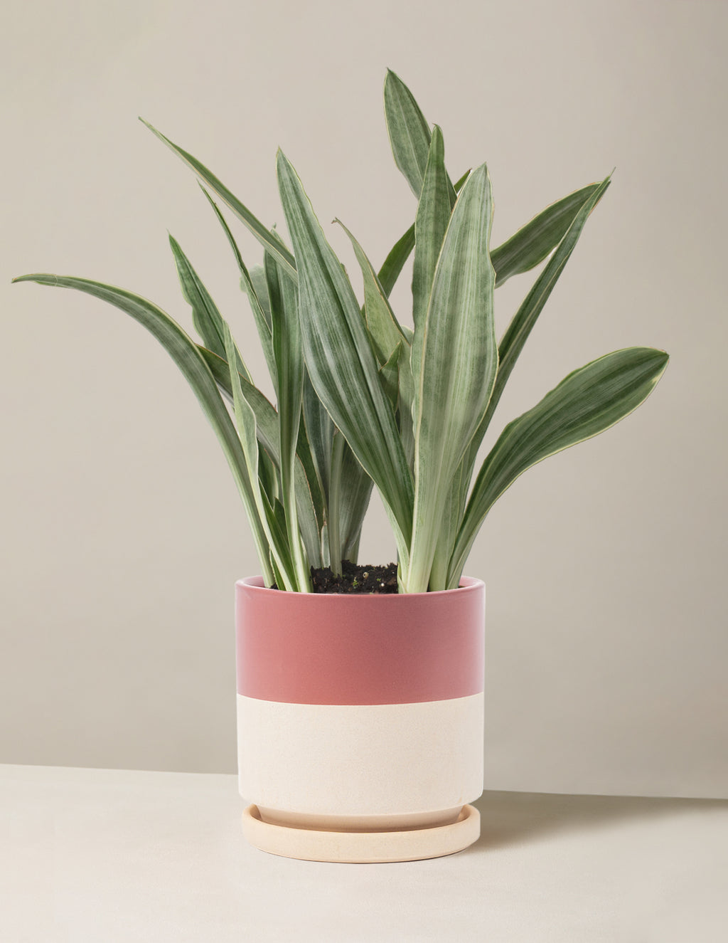 Snake Plant Sayuri