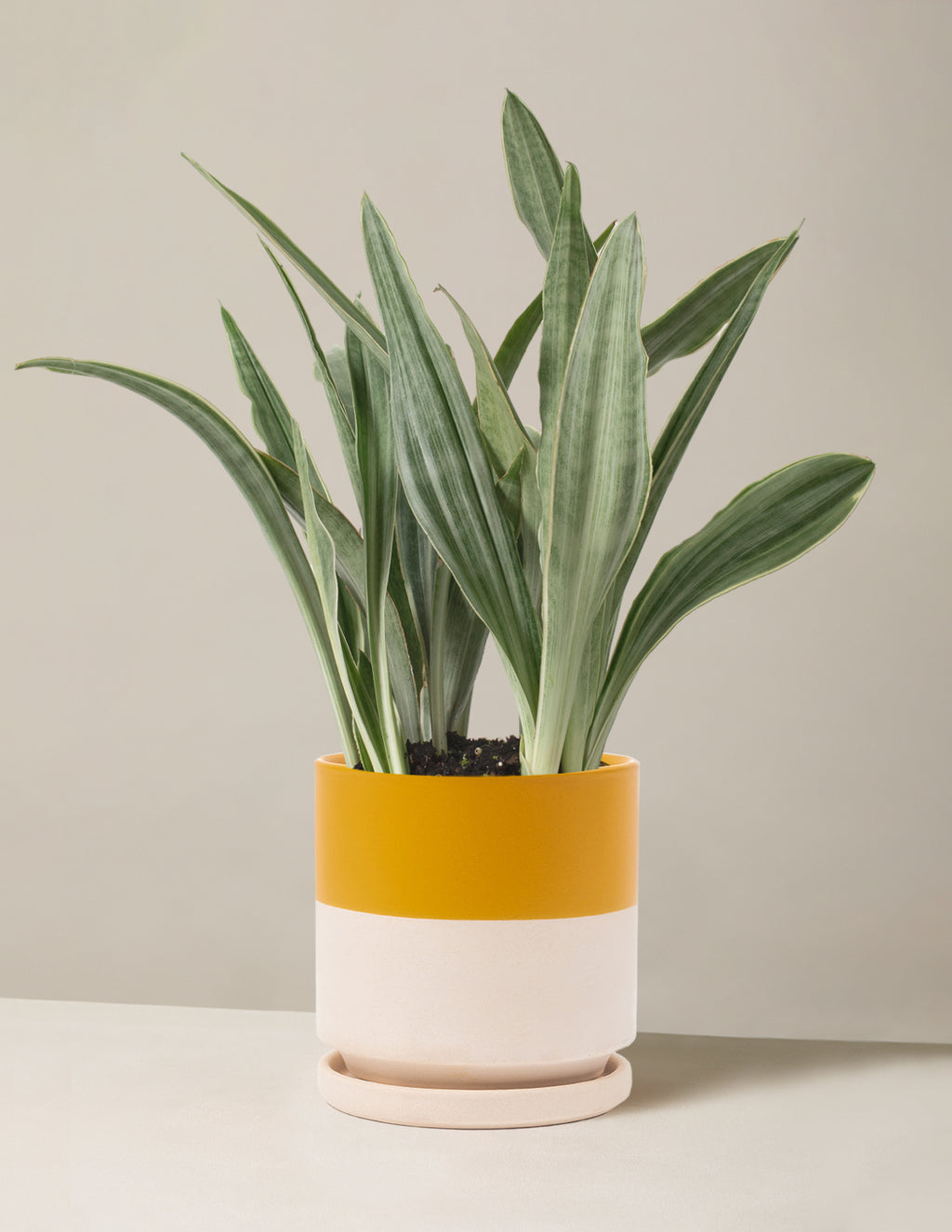 Snake Plant Sayuri