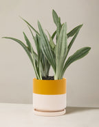 Snake Plant Sayuri