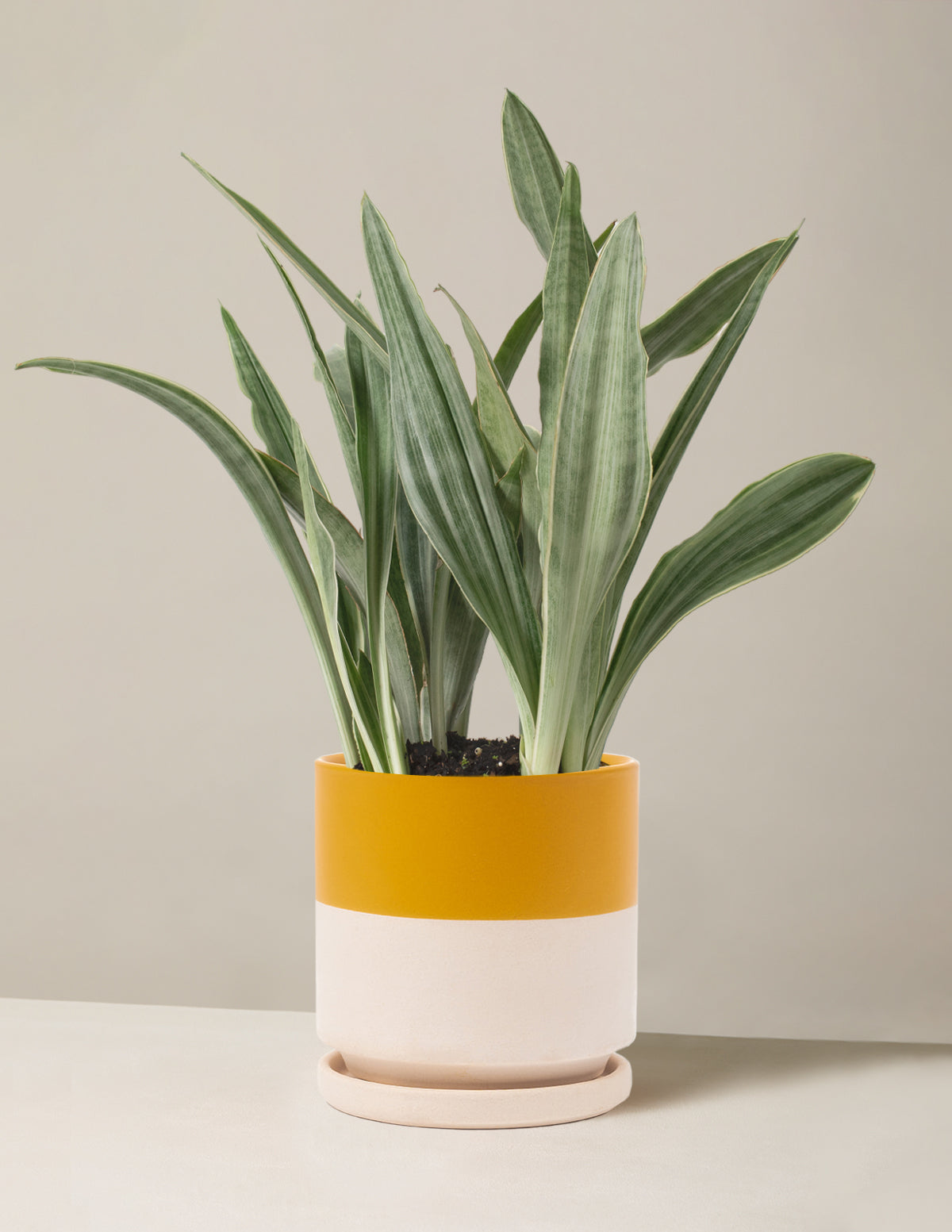 Snake Plant Sayuri