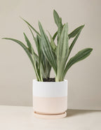 Snake Plant Sayuri