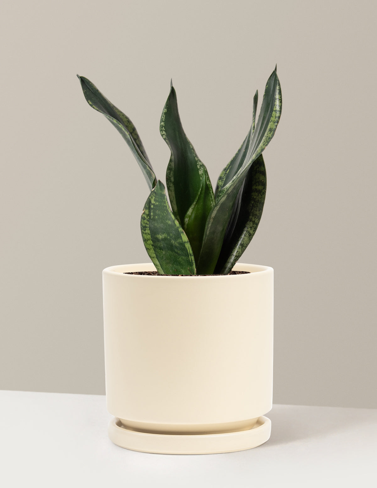 Snake Plant Silver Flame