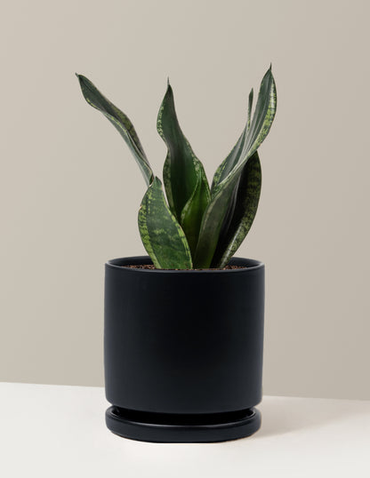 sansevieria silver flame Snake Plant Silver Flame | Low Light Plants & Houseplants Delivery