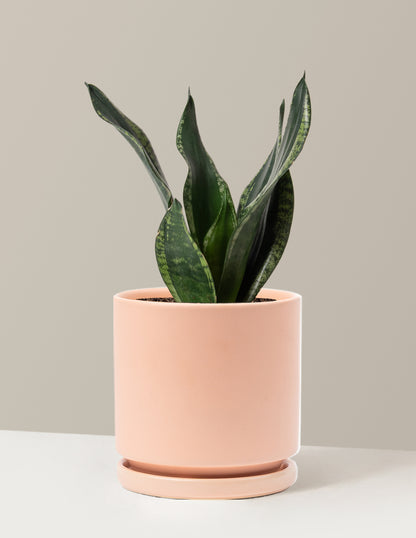 Snake Plant Silver Flame