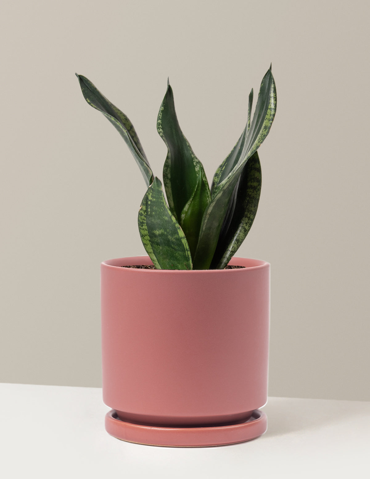 bundle | Medium | Isabella | Dusty Rose