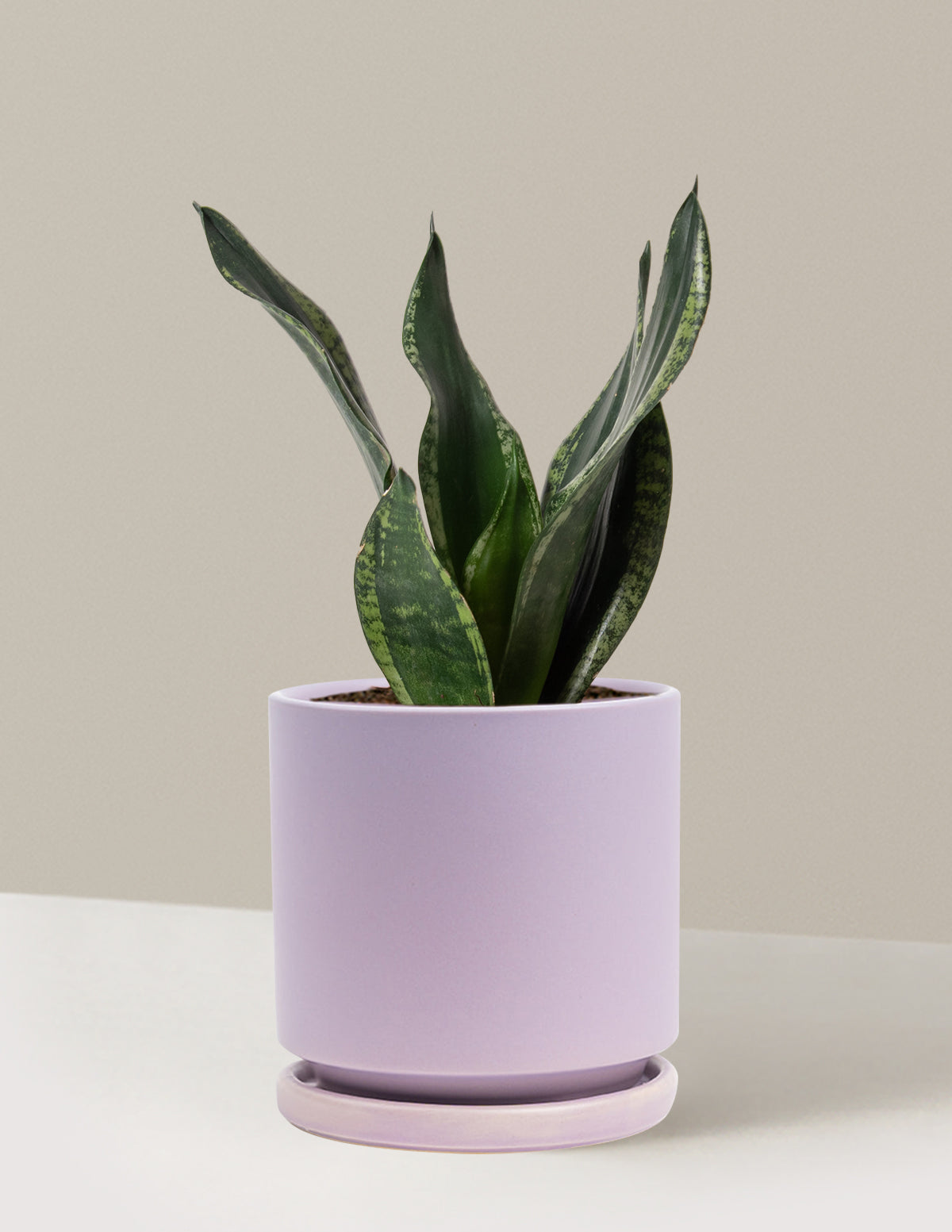 purple plant looks like snake plant Snake Plant Silver Flame | Low Light Plants & Houseplants Delivery