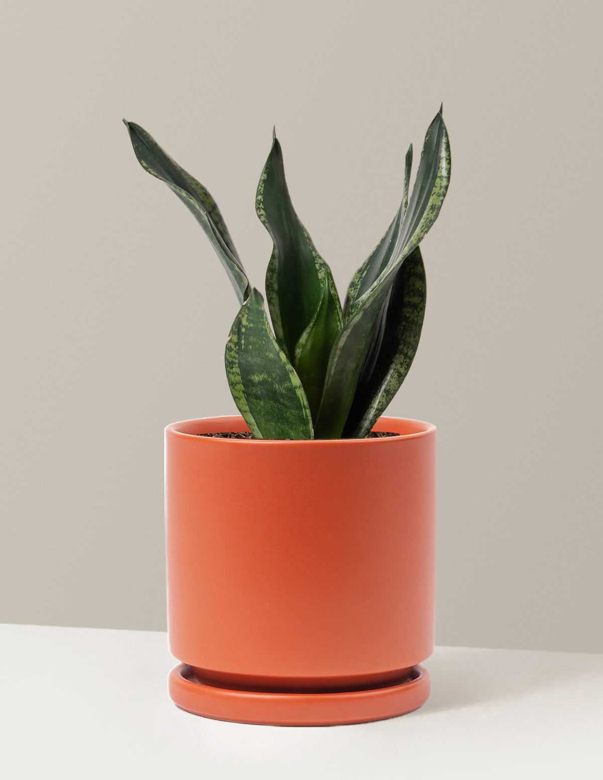 Snake Plant Silver Flame