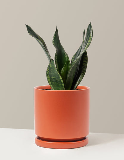 Snake Plant Silver Flame