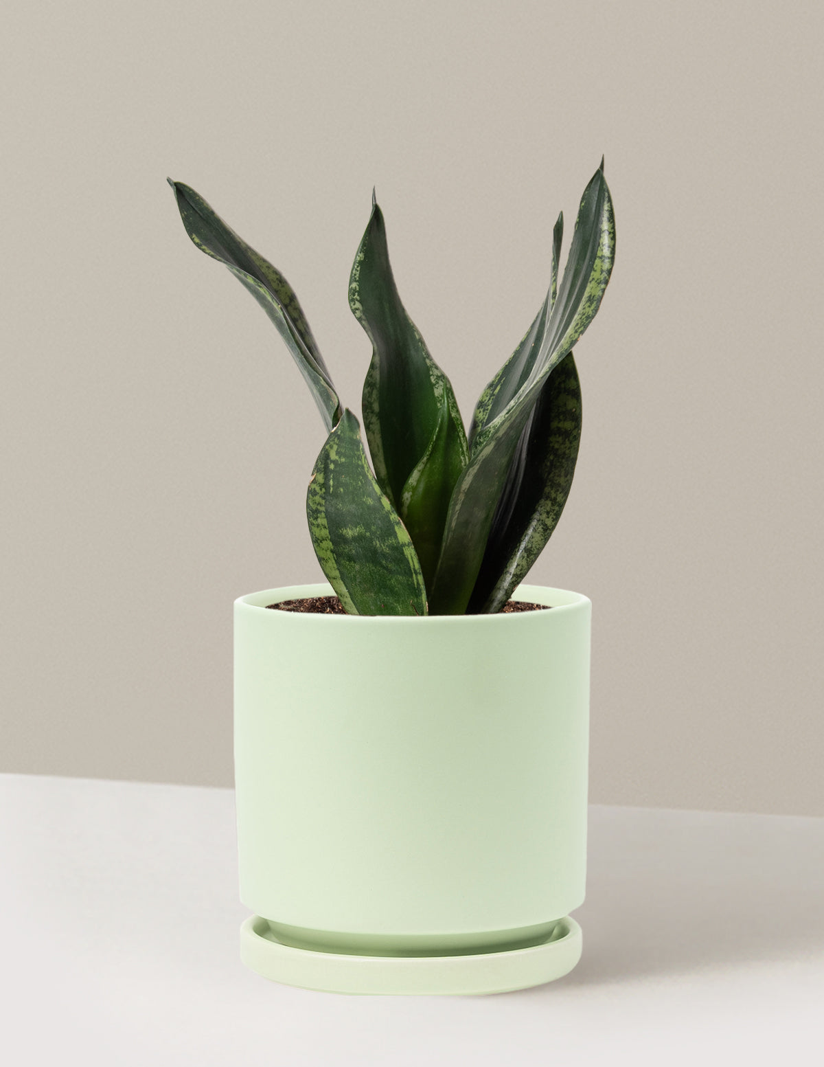 bundle | Medium | Isabella | Sage
