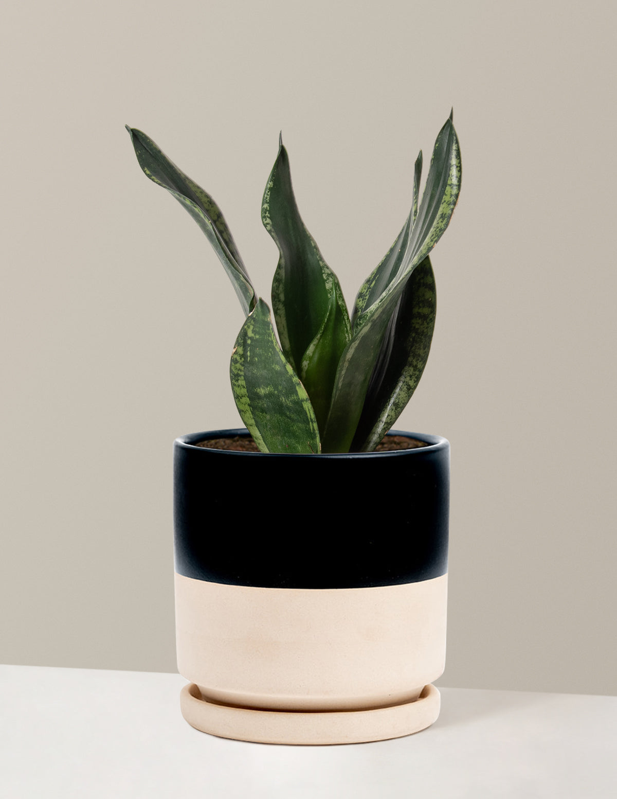 silver ceramic plant pot Snake Plant Silver Flame | Low Light Plants & Houseplants Delivery
