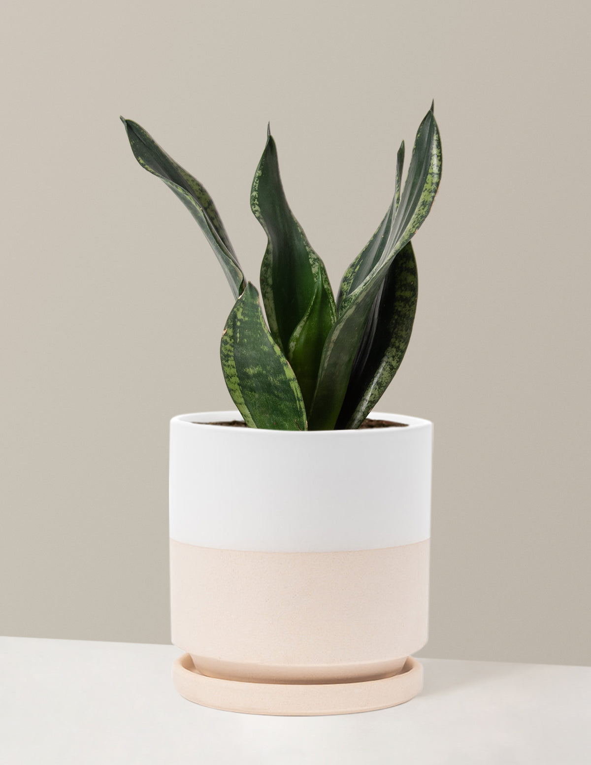 Snake Plant Silver Flame