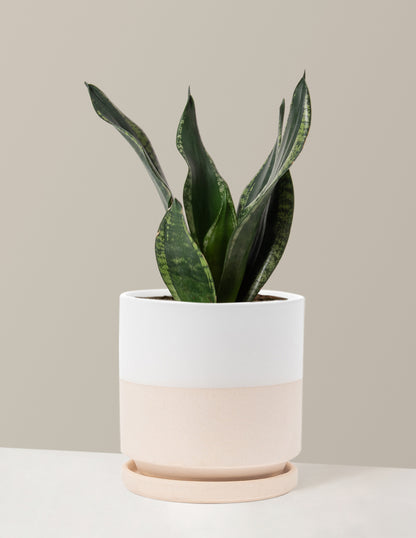 Snake Plant Silver Flame