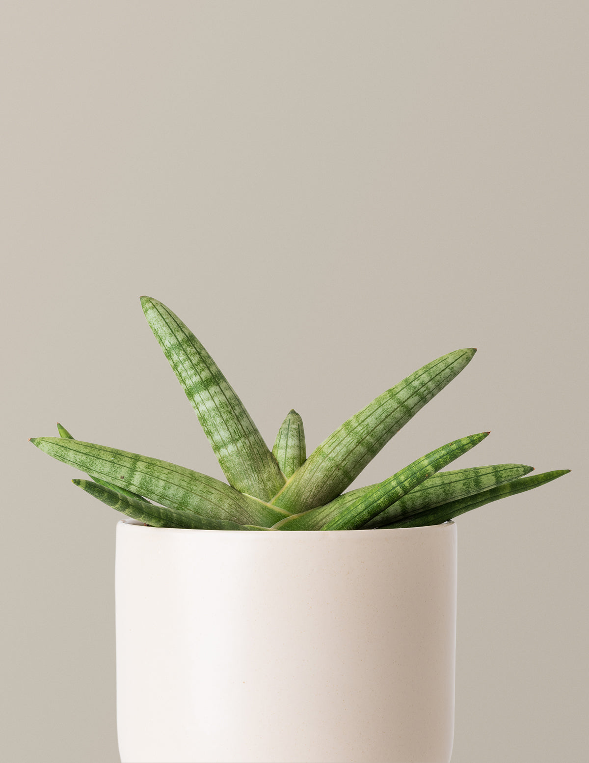 starfish snake plants Snake Plant Starfish with Planter - Medium (3"-5" tall) Mustard Planter