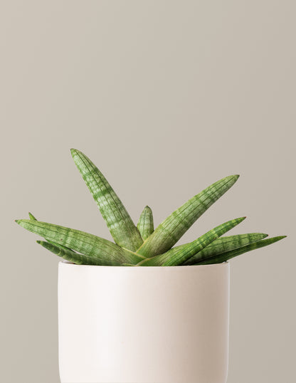 starlight snake plant Snake Plant Starfish with Planter - Medium (3"-5" tall) Sage Planter